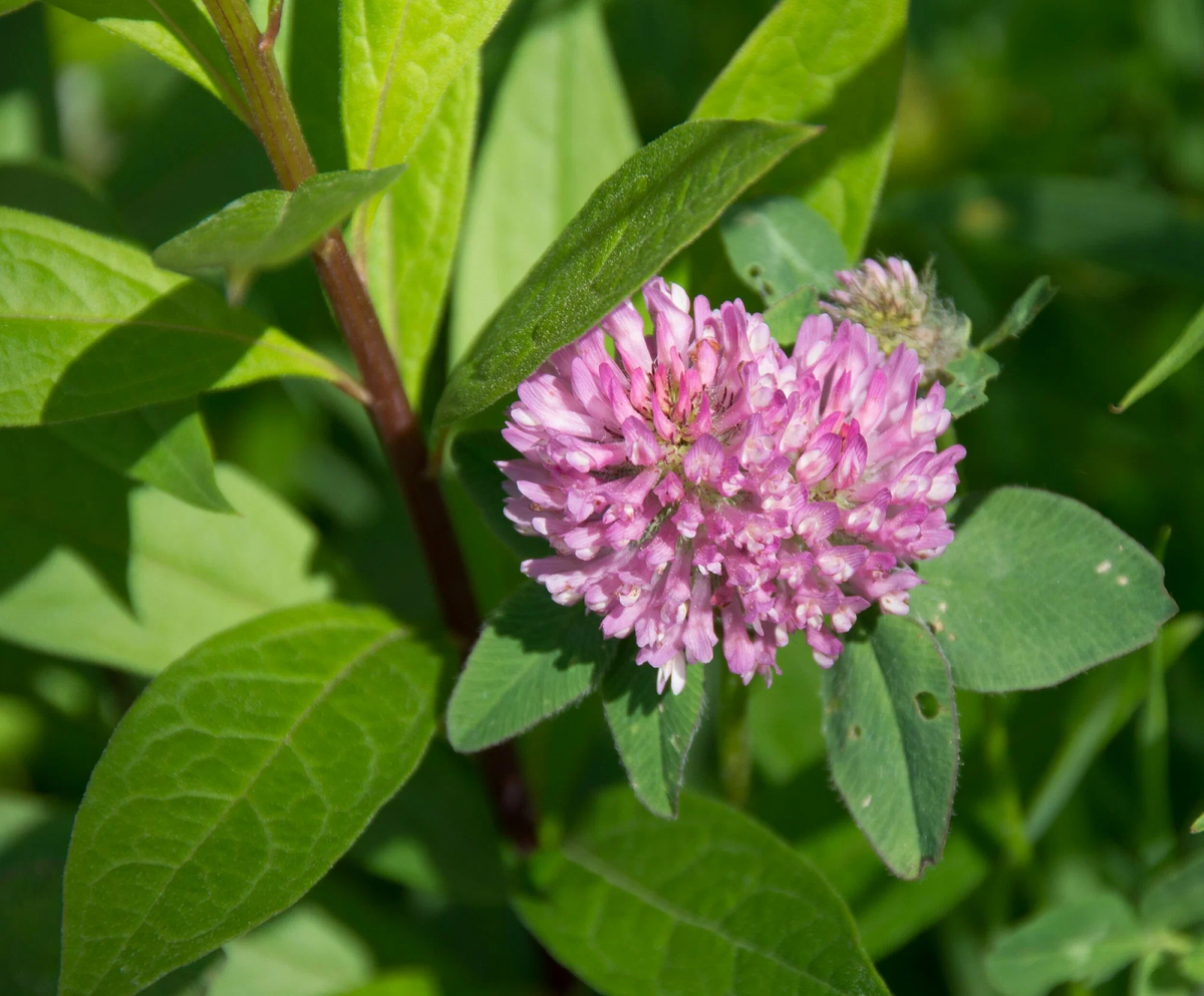 Клевер Луговой