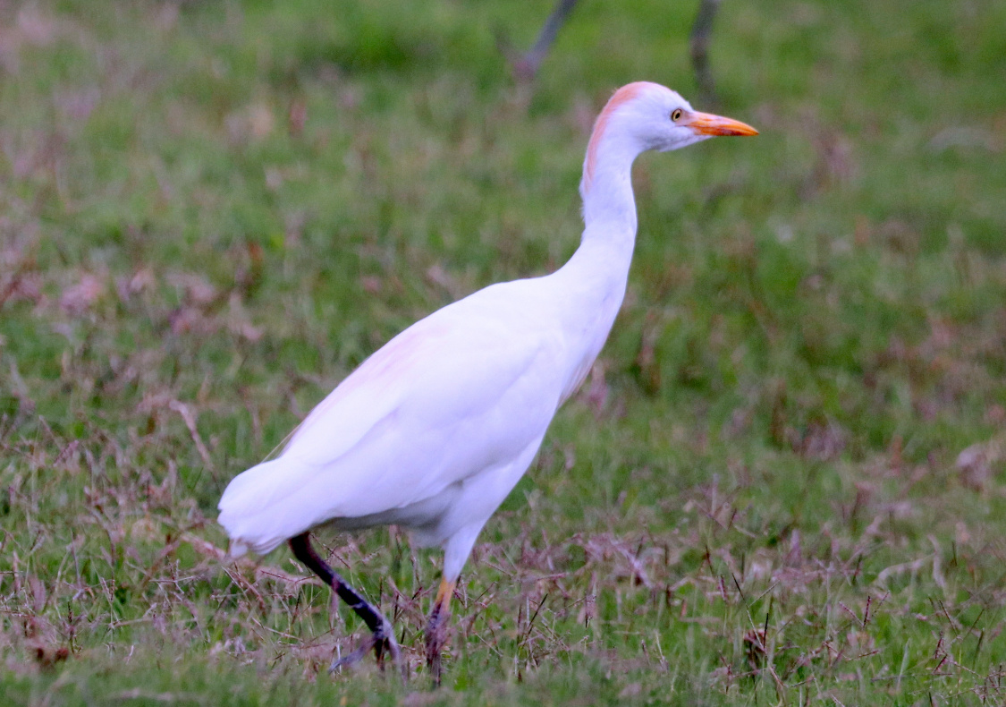 Египетская цапля / Bubulcus ibis. Этот вид встречается везде  и на Юге России. Данную цаплю сняла в ЮАР