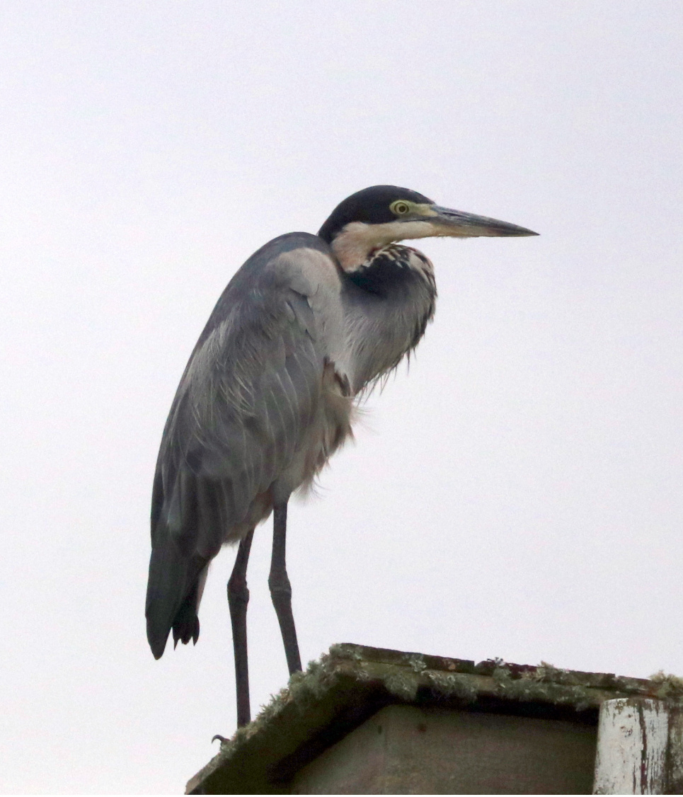 Черношейная цапля / Ardea melanocephala. Встречали часто в ЮАР