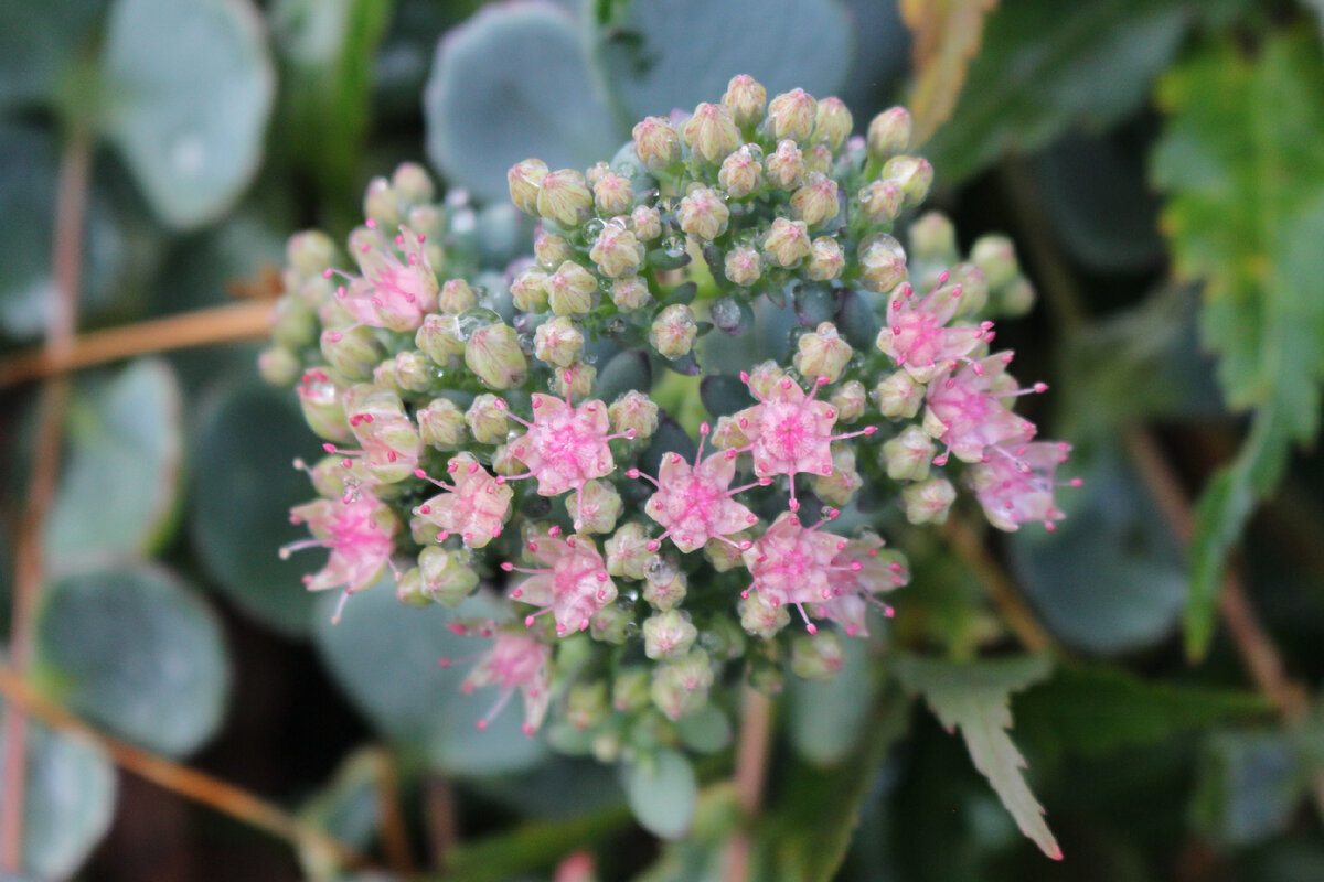 Наш сад 22 октября