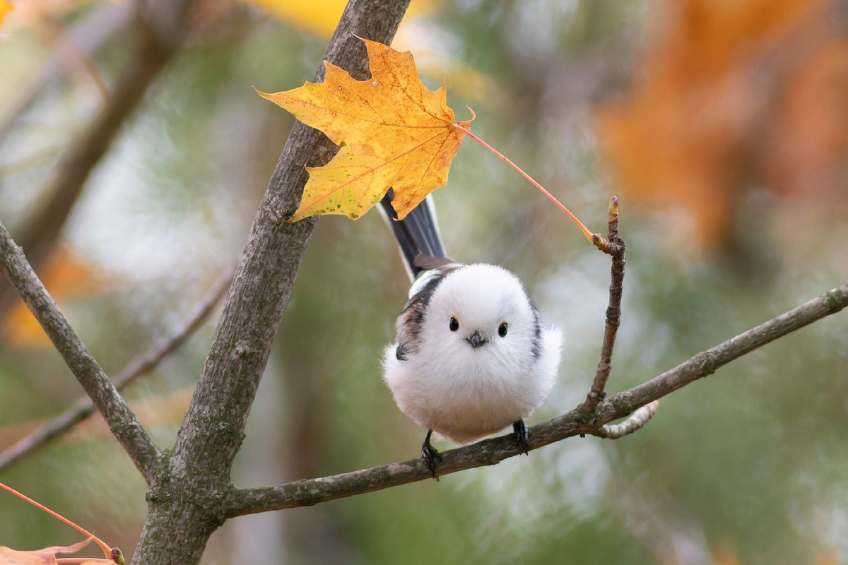 Длиннохвостая синица. Фото: Shutterstock 