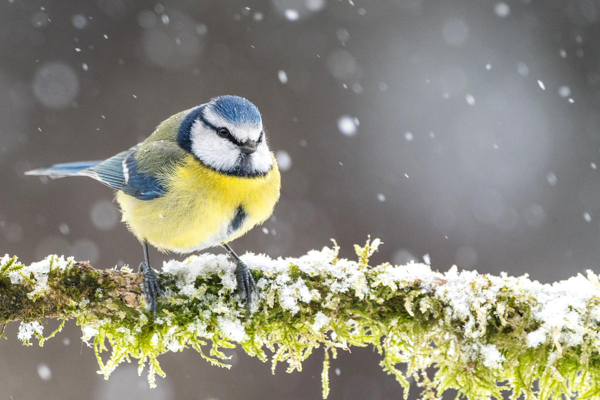 Лазоревка. Фото: Shutterstock 