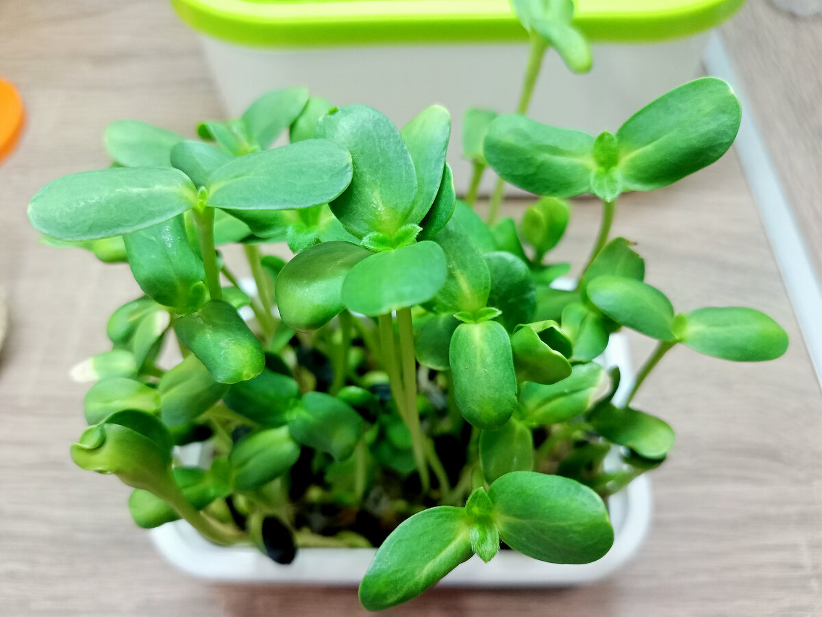 Микрозелень подсолнечника