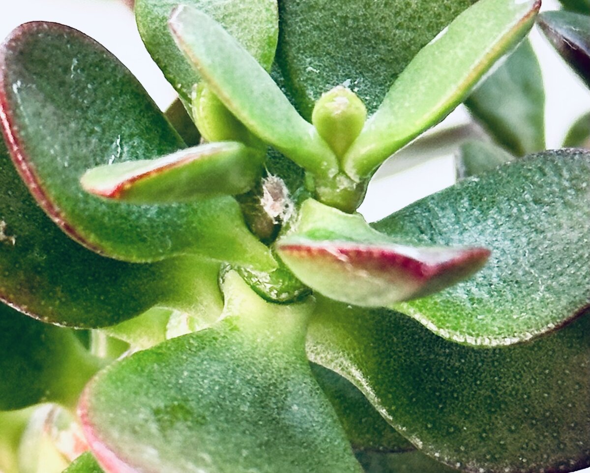 Мучнистый червей на крассуле