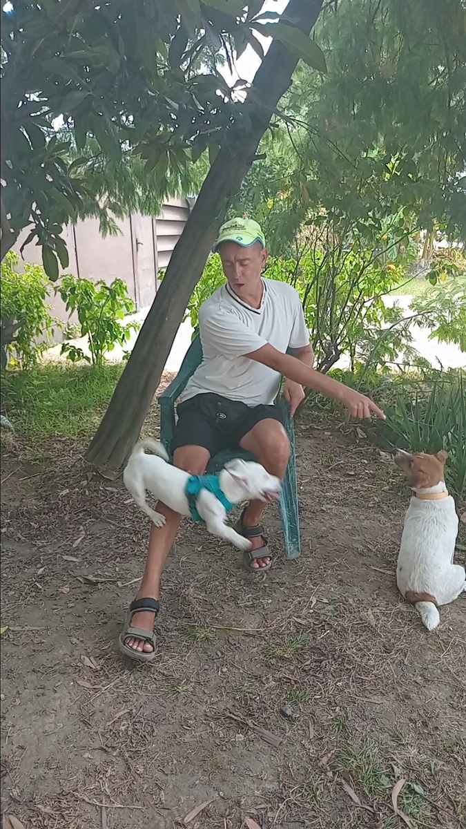 Щенок Джесси 🐕 прыгает по Команде через ногу