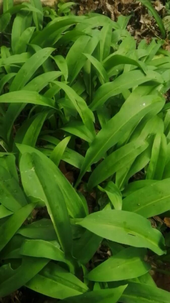 черемша лесная