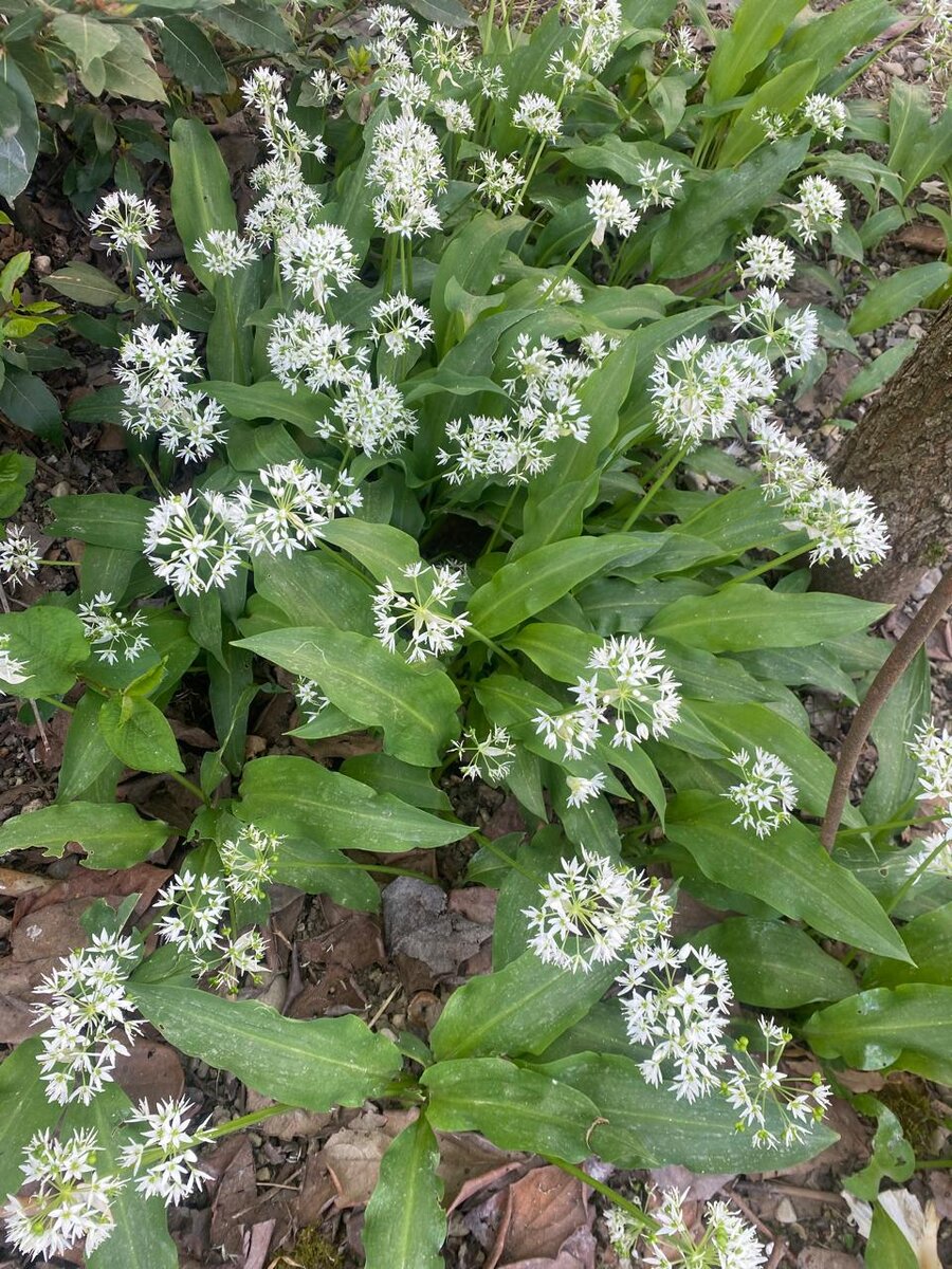 Так черемша цветет