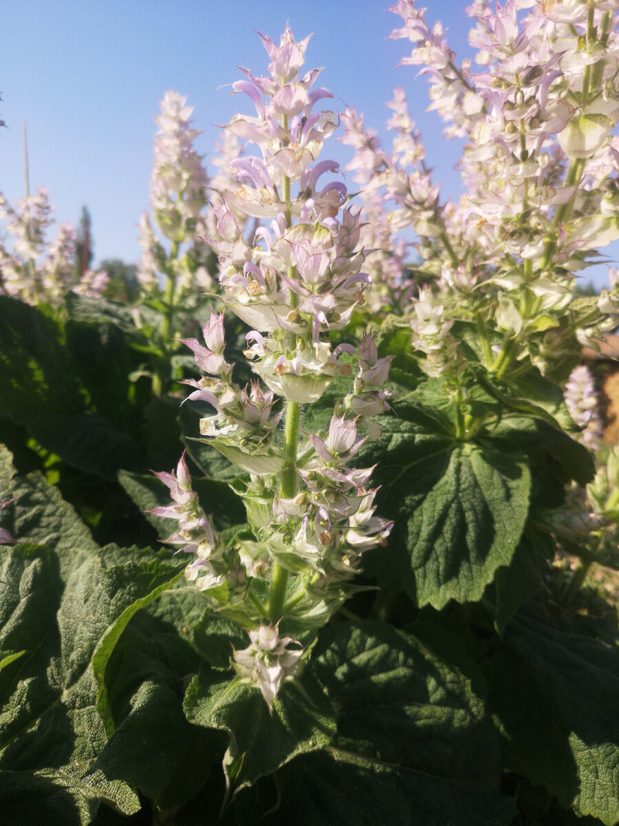 С добрым утром, страна! Мускатный шалфей зацвел