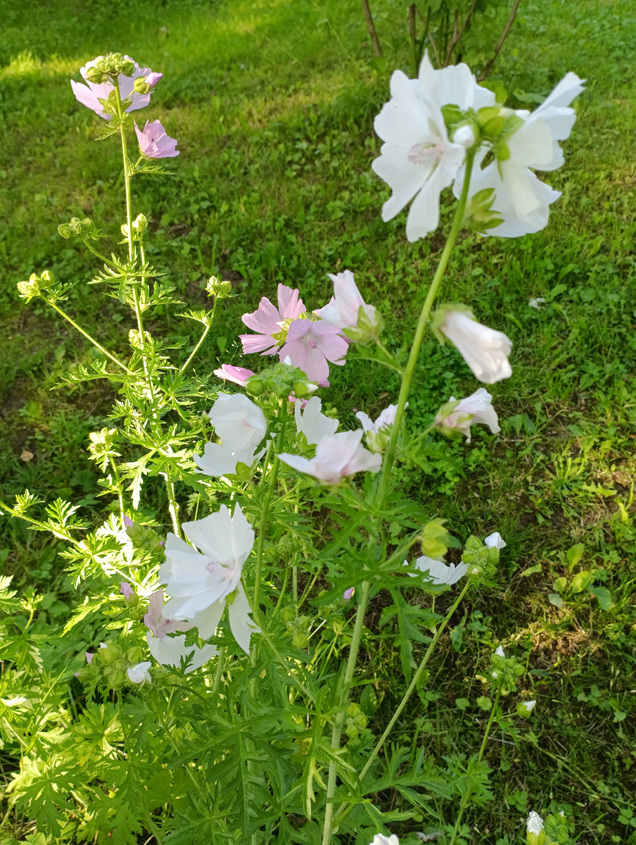 Мальва мускусная Розеа (Malva moschata Rosea)