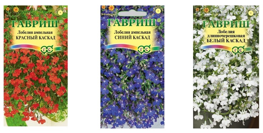 Моя любимая серия семян ампельной лобелии 