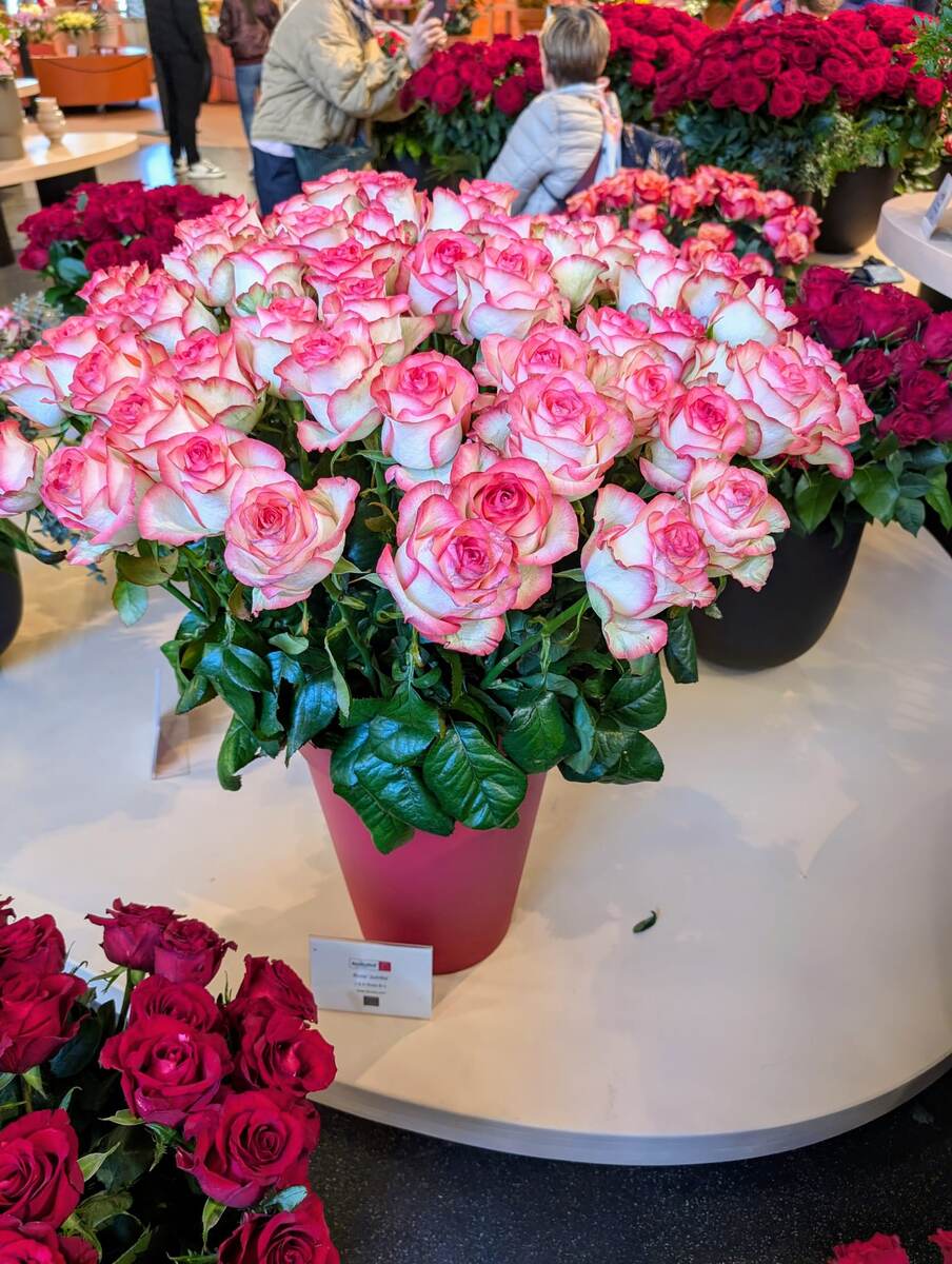 Просто красивые розы