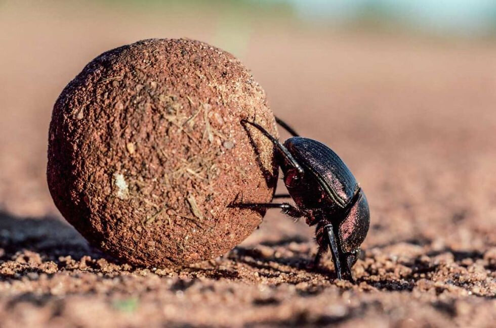 Жук скарабей