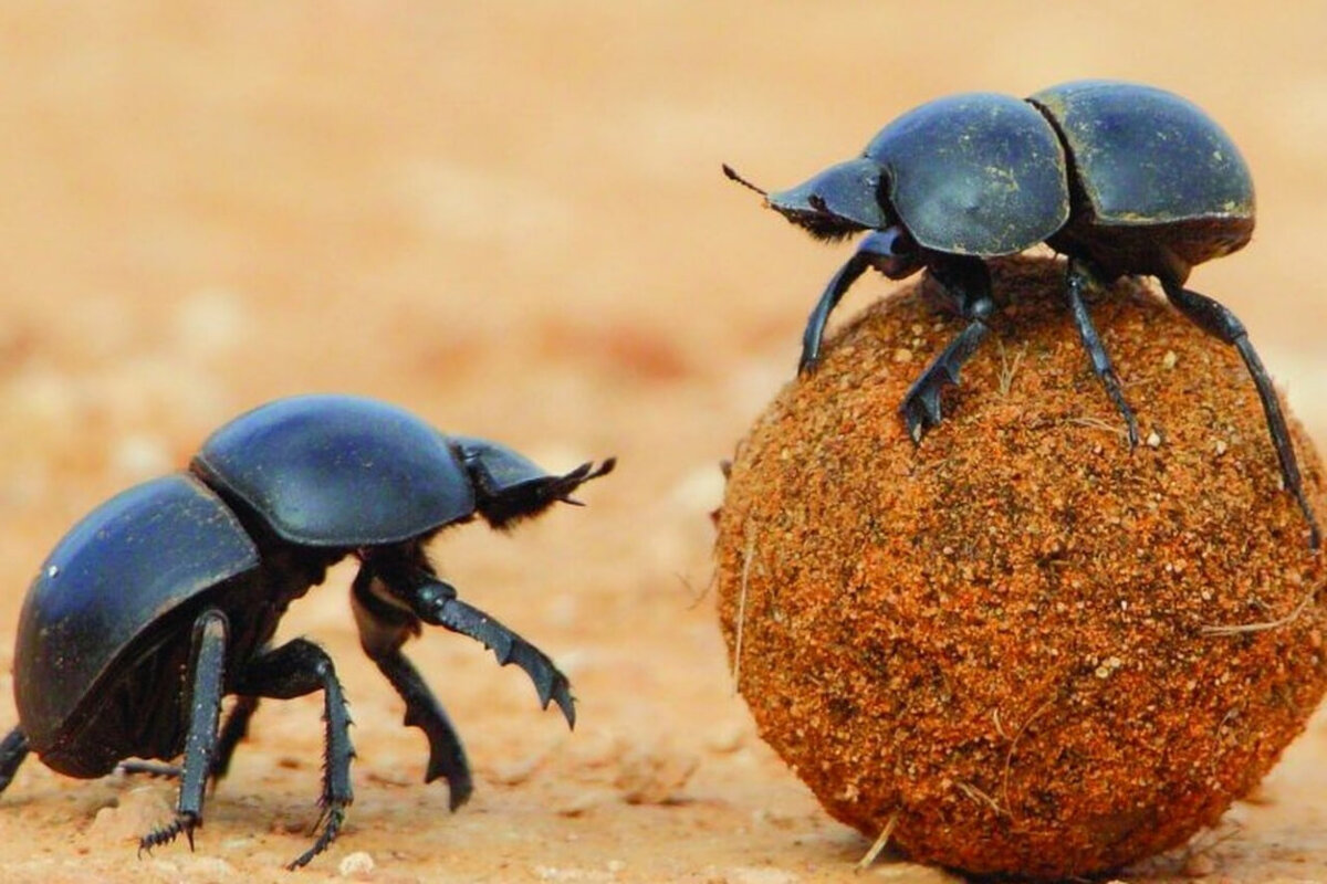 Рождение новой семьи скарабеев