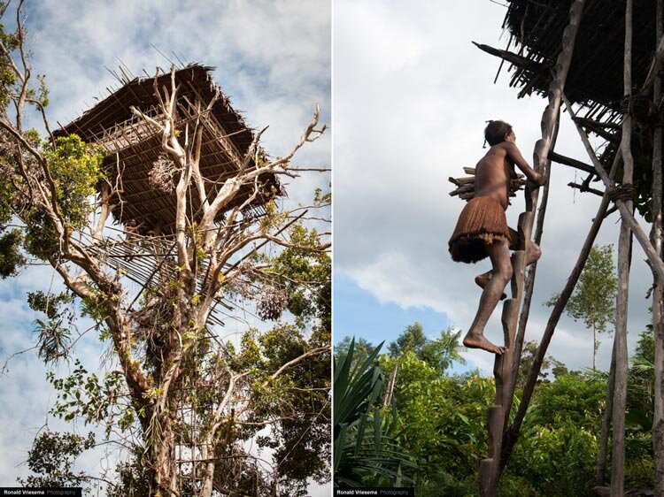 Она живет на деревьях. У белки срубили дерево. Она живет на деревьях. Дерево жизни фото. Она живет на деревьях.