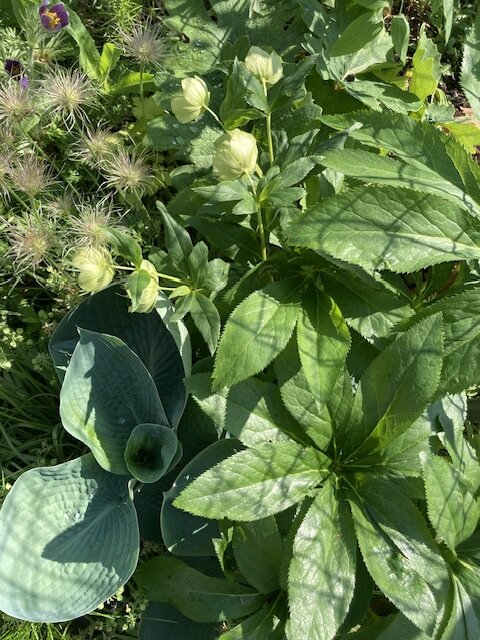 Неожиданно )) крупные морозники и хоста Abiqua Drinking Gourd, фото автора