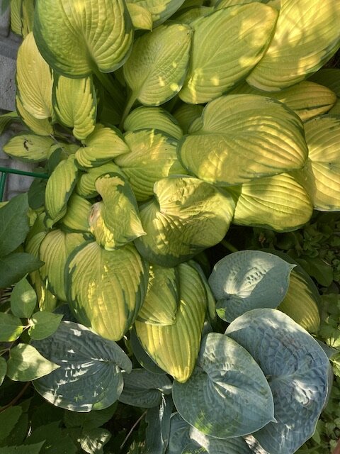 Big Daddy  и Gold standart, фото автора