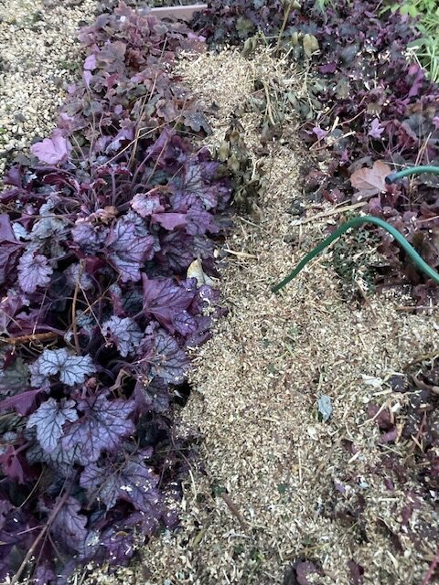 Свежезасыпанная мульча, фото автора