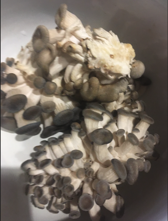 Урожай вешенок, фото автора