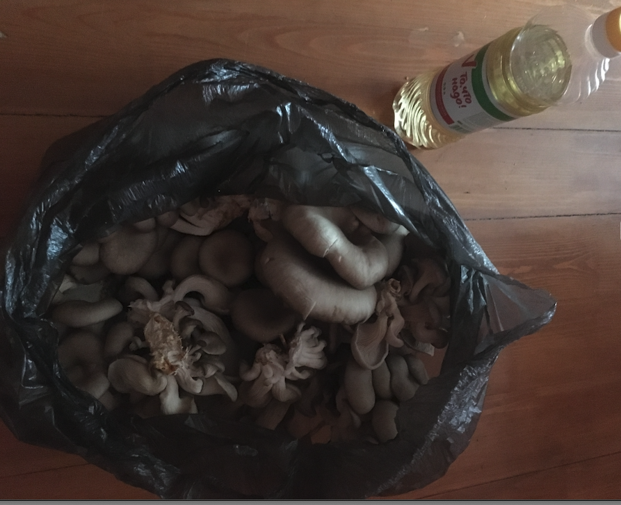 А это уже подросше вешенки, литровая бутыль для масштаба