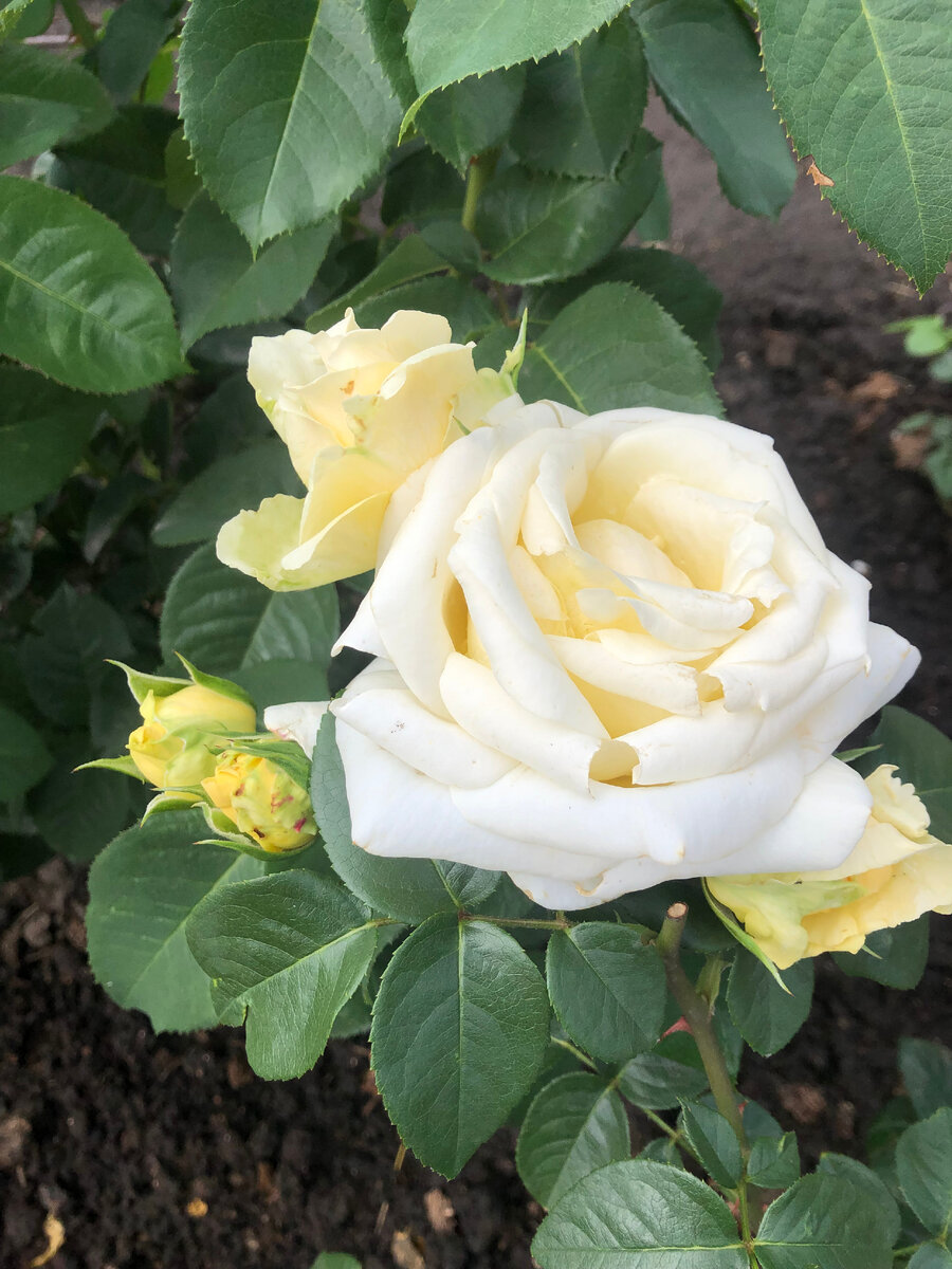 роза Шопен, все фото мои, Листайте галерею.