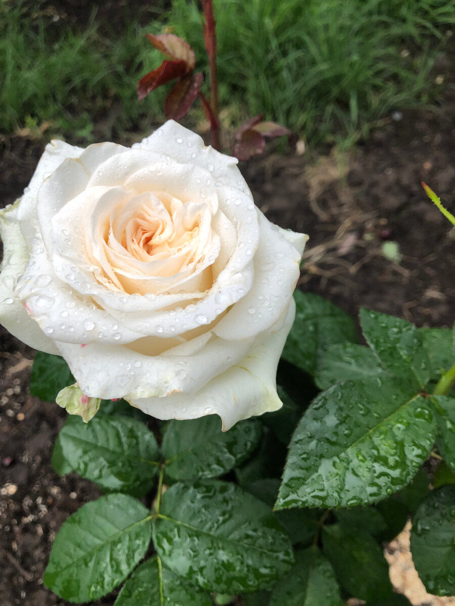 Роза Ирина, Листайте галерею. 
