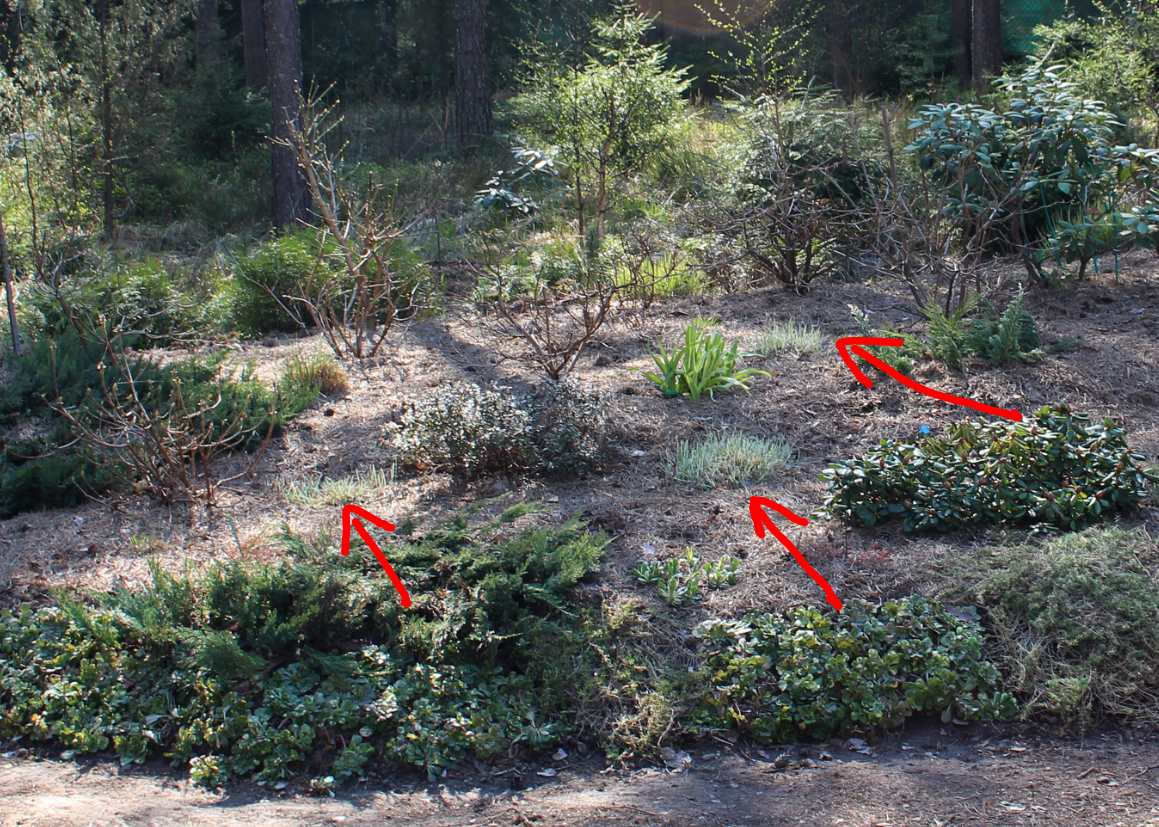 Насало мая в нашем саду, проснулся белый райграс