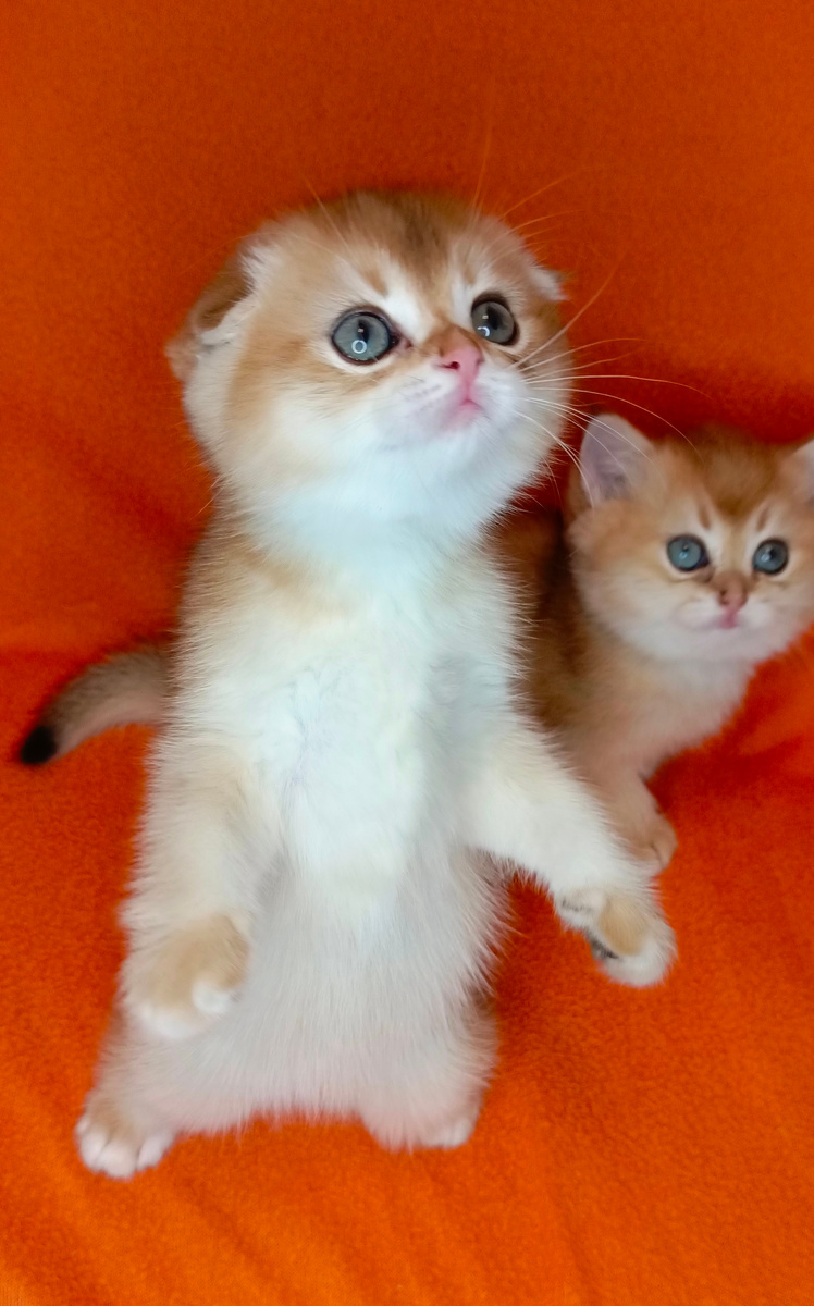 Шотландские котики свободны