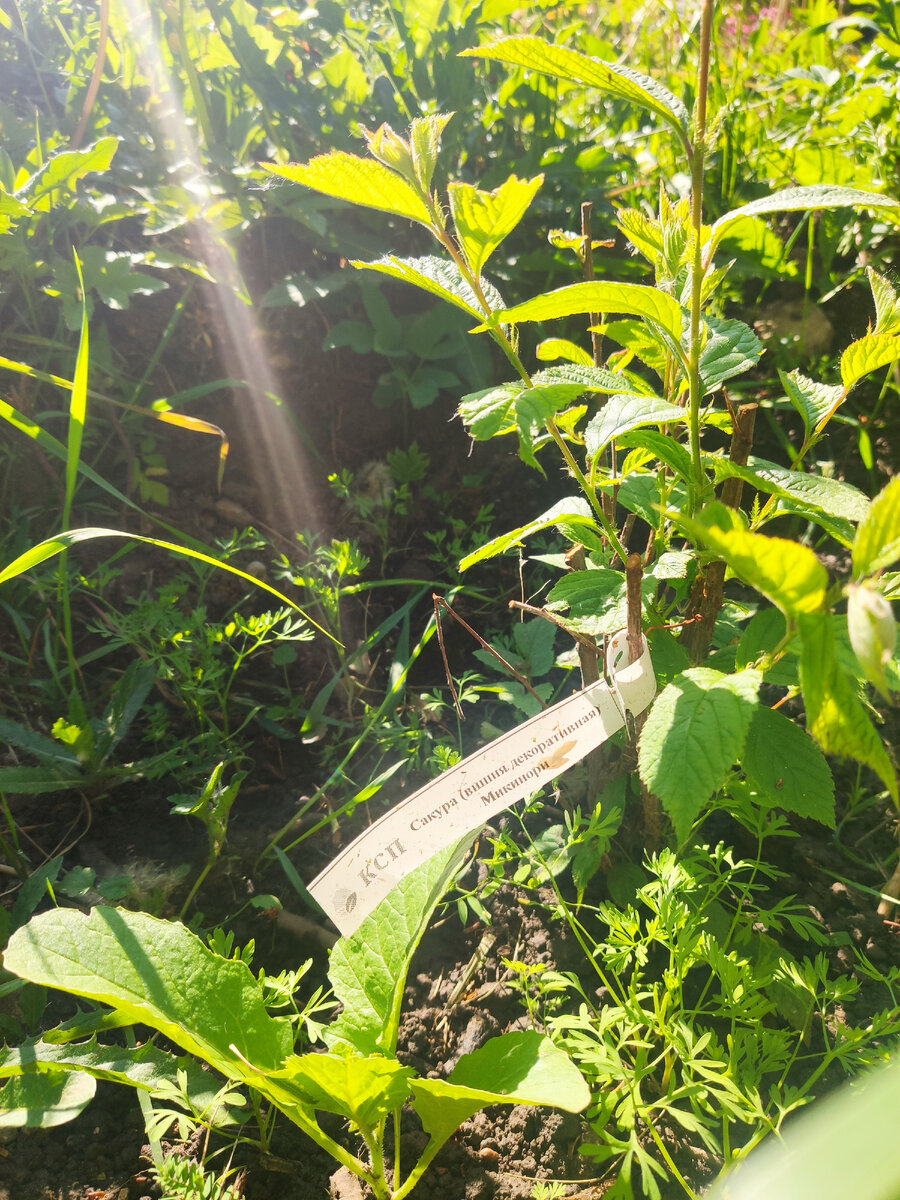 Наша садовая гордость)