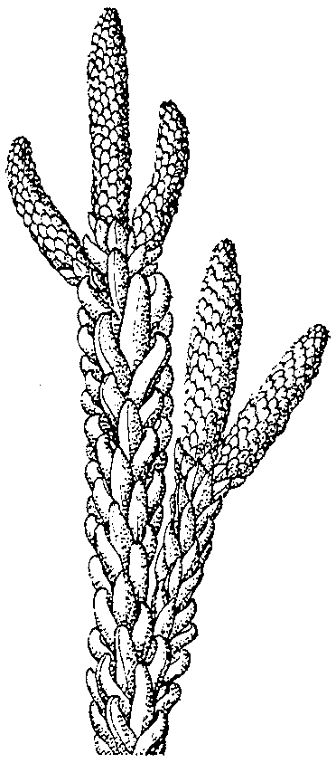 Ботанический рисунок - Пыльцевые шишки Дакридиума Баланса (Dacrydium balansae).
