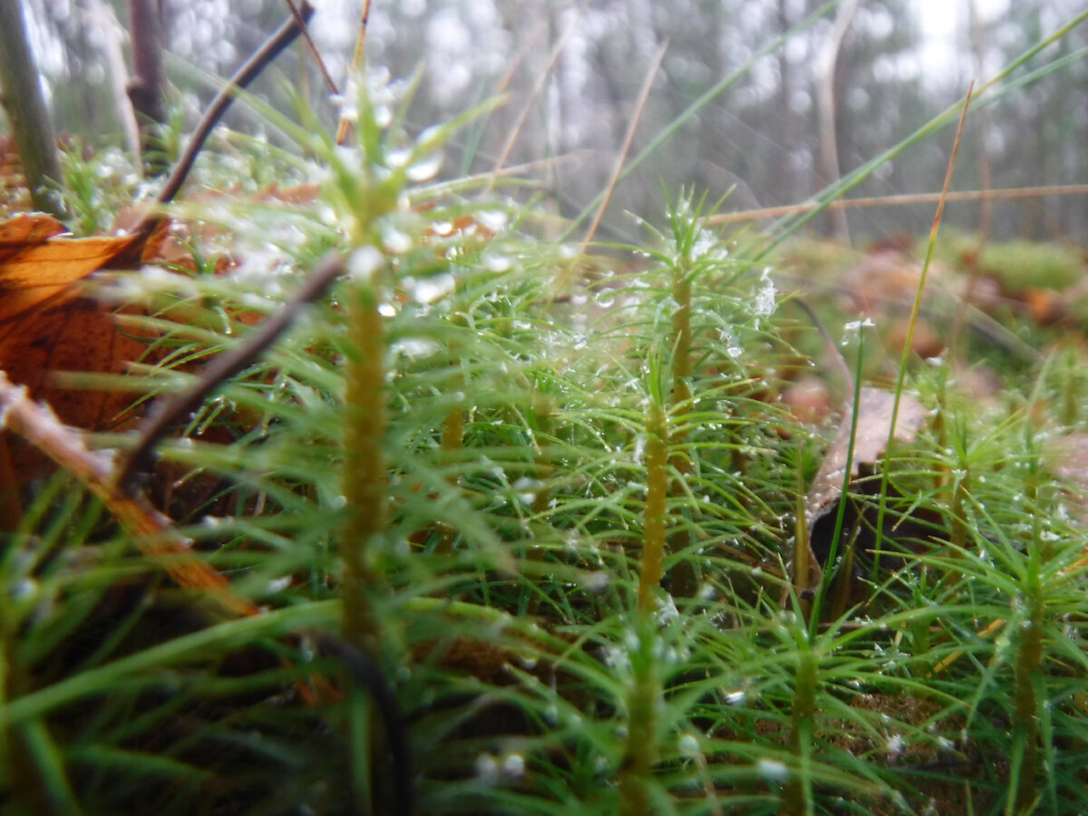 Мох с замёрзшими каплями воды 