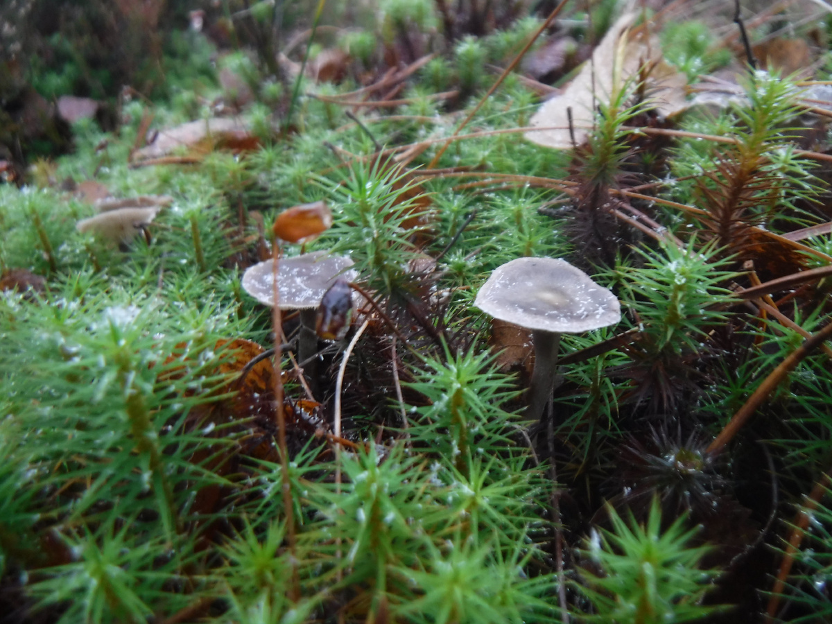 Грибы в ноябре