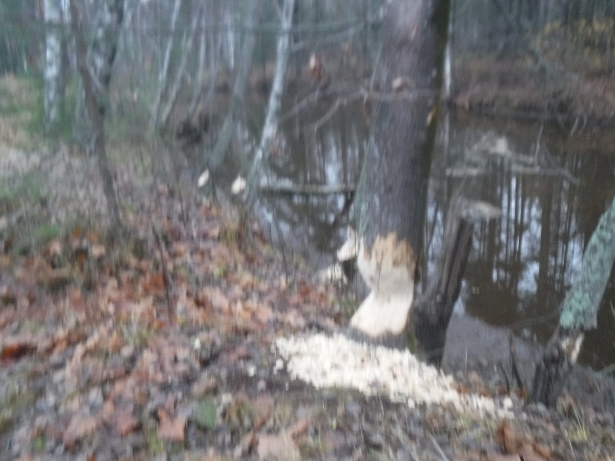 Осина обргызанная бобрами 