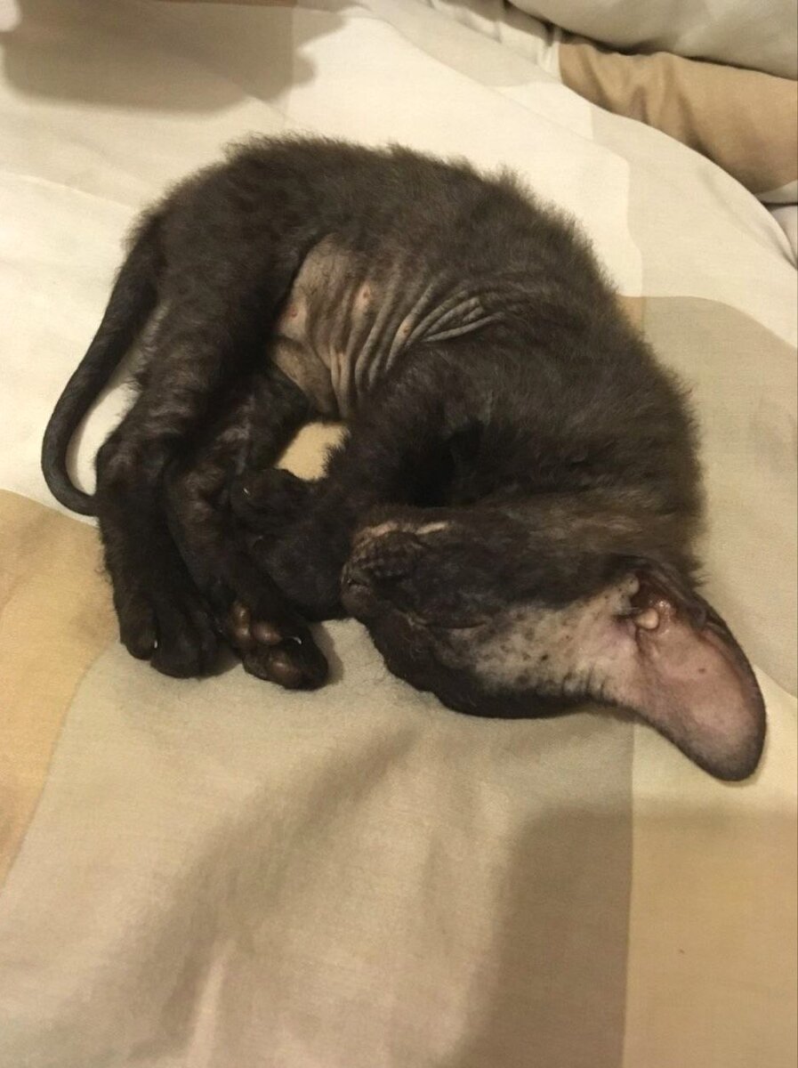 БРАШЕВЫЙ КОТЁНОК СФИНКСА В ДЕНЬ ПОКУПКИ. 7 декабря 2019г