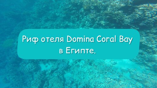 Снорклинг в Египте - это то ради чего стоит туда ехать! Риф отеля Domina Coral Bay.