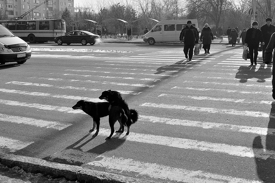 Место подожди. Собака переходит дорогу. Собака на пешеходном переходе. Животные переходят дорогу. Собака переходный переход.