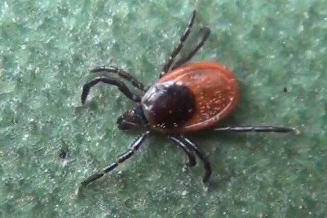 Присосался энцефалитный клещ в тайге удаляем