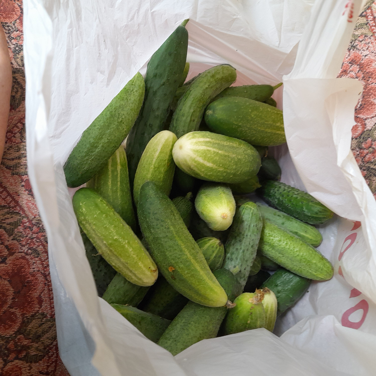 Фото автора.  Подарок соседки