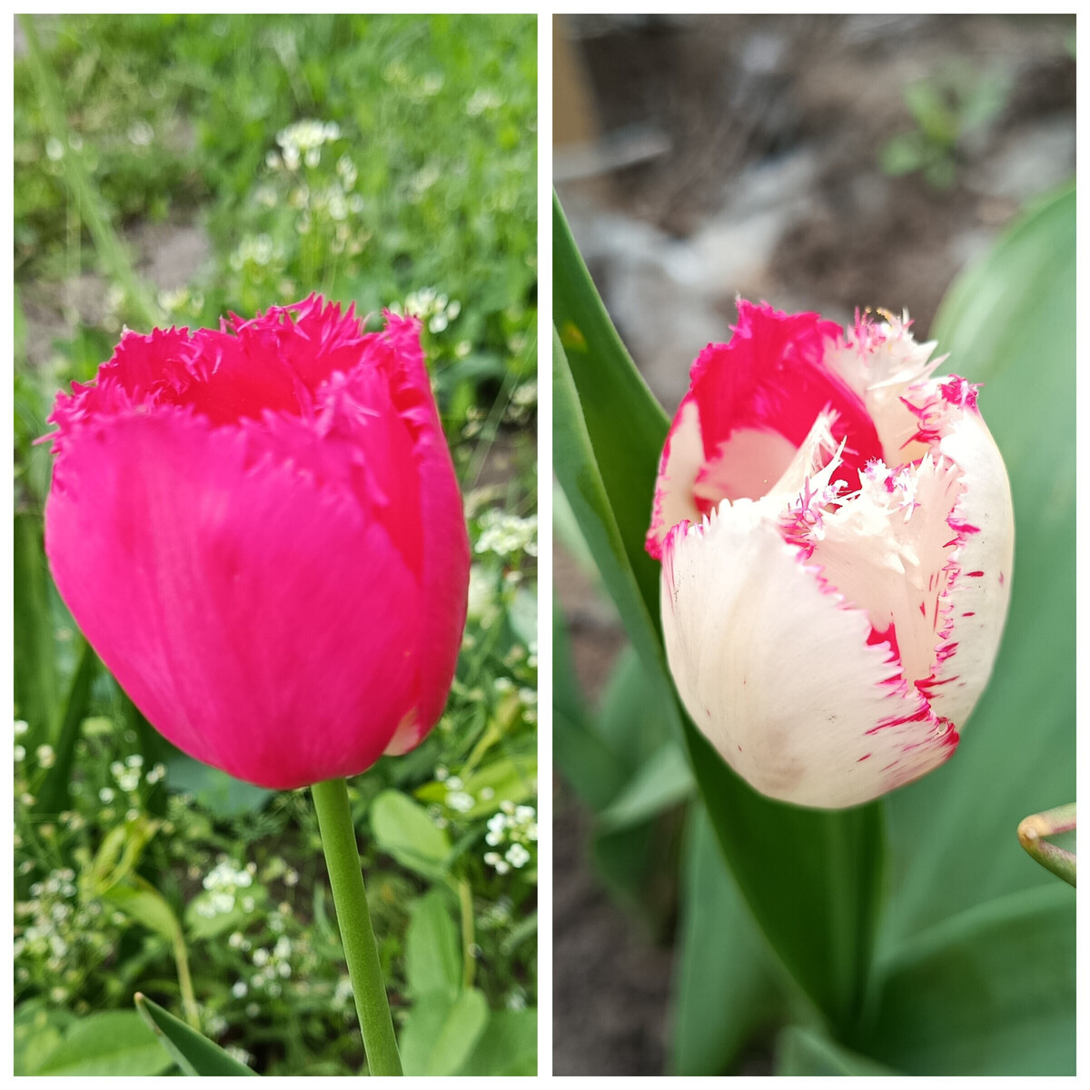 Тюльпан схватил вирус пестролепесности
