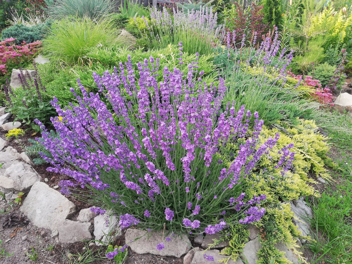 Моя лаванда, конец июня