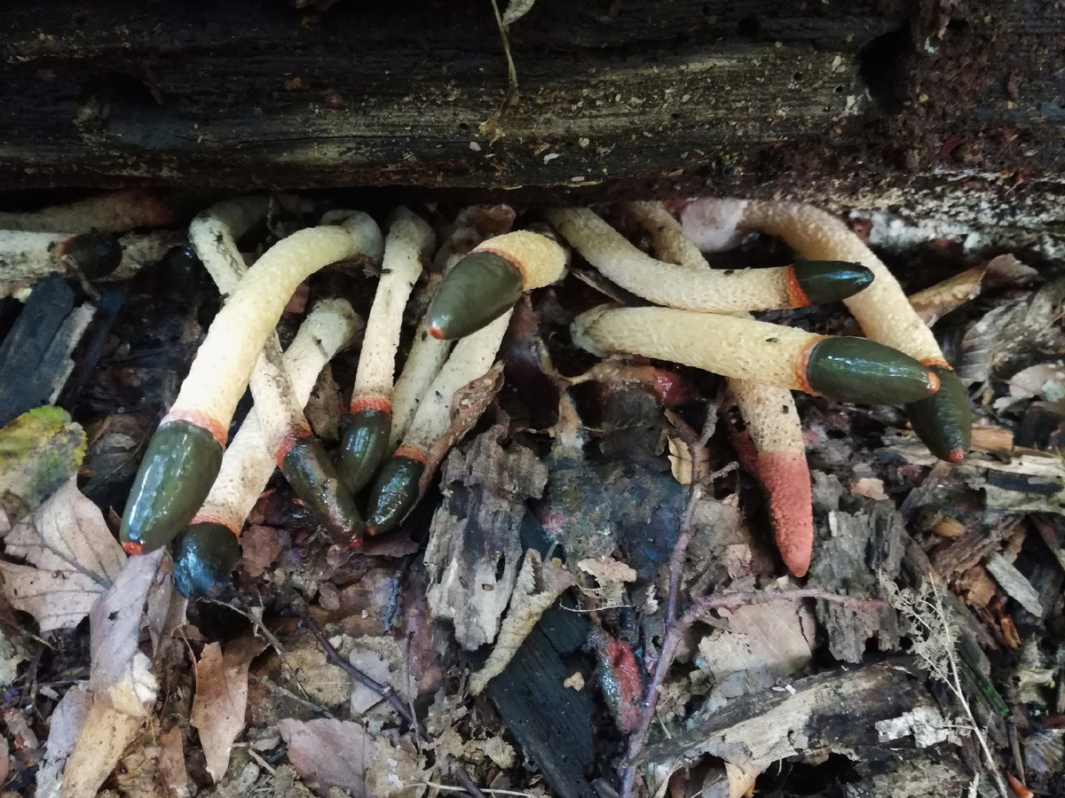 Пальцы мертвеца. Фото: Александра Шаповалова 