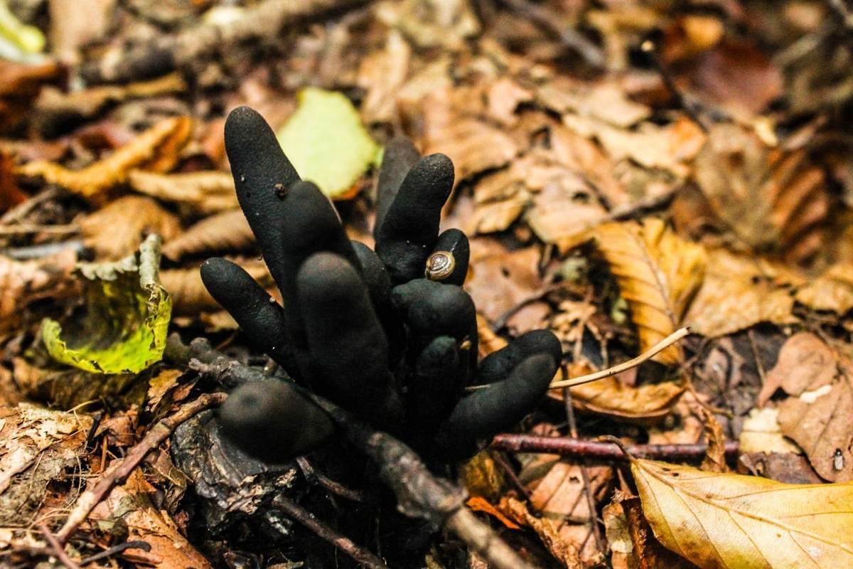 Пальцы мертвеца. Фото: Элеонора Костан