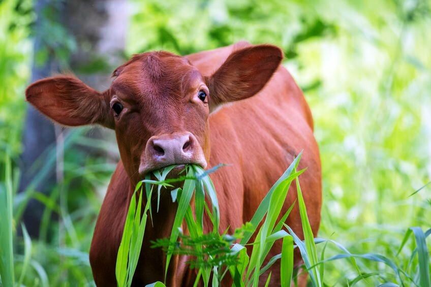 Корова кушает траву. А нам можно?