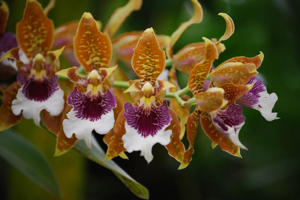 Odontoglossum harryanum 