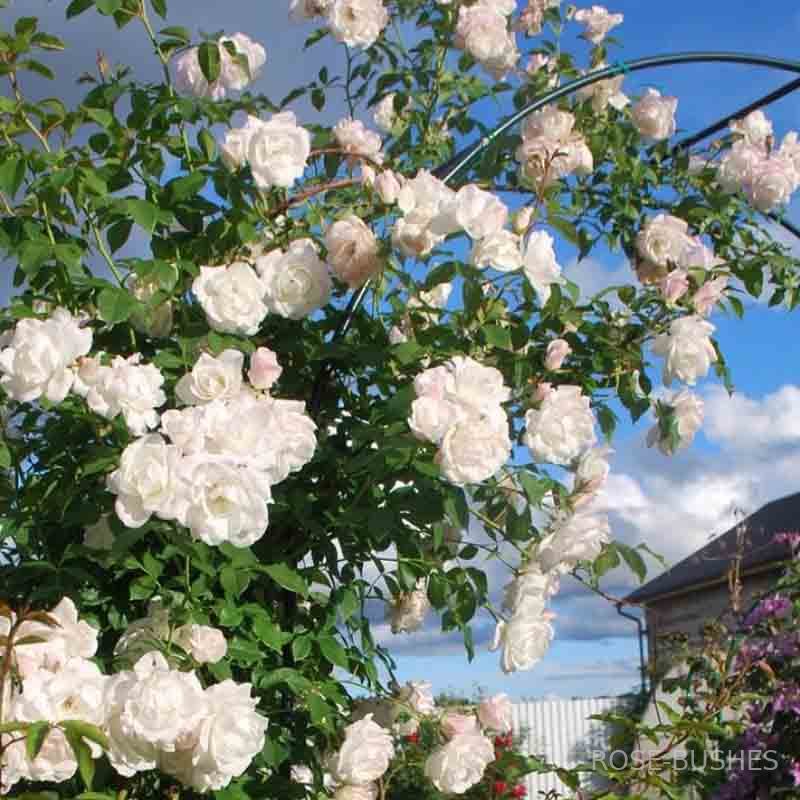 Айсберг. Iceberg. (плет. флор.)