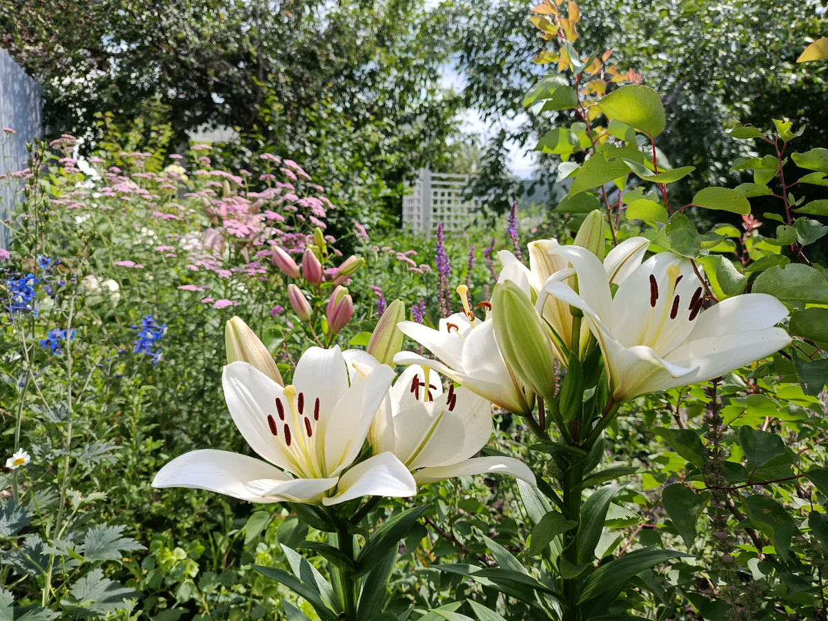 Цветение на 3-й год