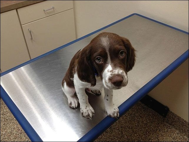 Даже не знаю, как проиллюстрировать истерию. Но да, часто она оборачивается походом в ветклинику. / Фото из коллекции; источник за давностью неизвестен.