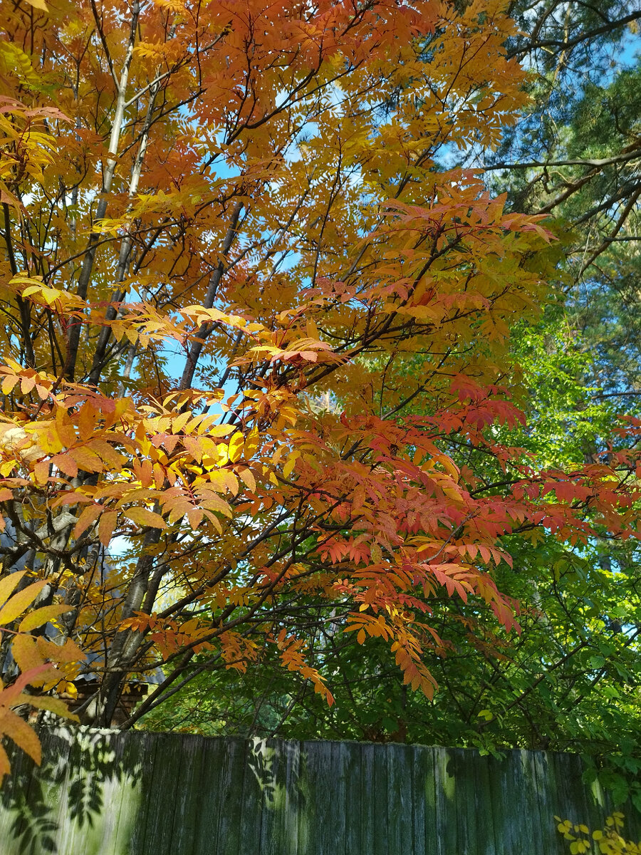 У Есенина день рождения. В звонком золоте даль осенняя. Фото из личного архива автора