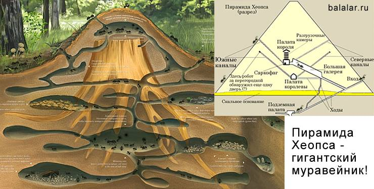 Лесной Муравейник муравьев внутри