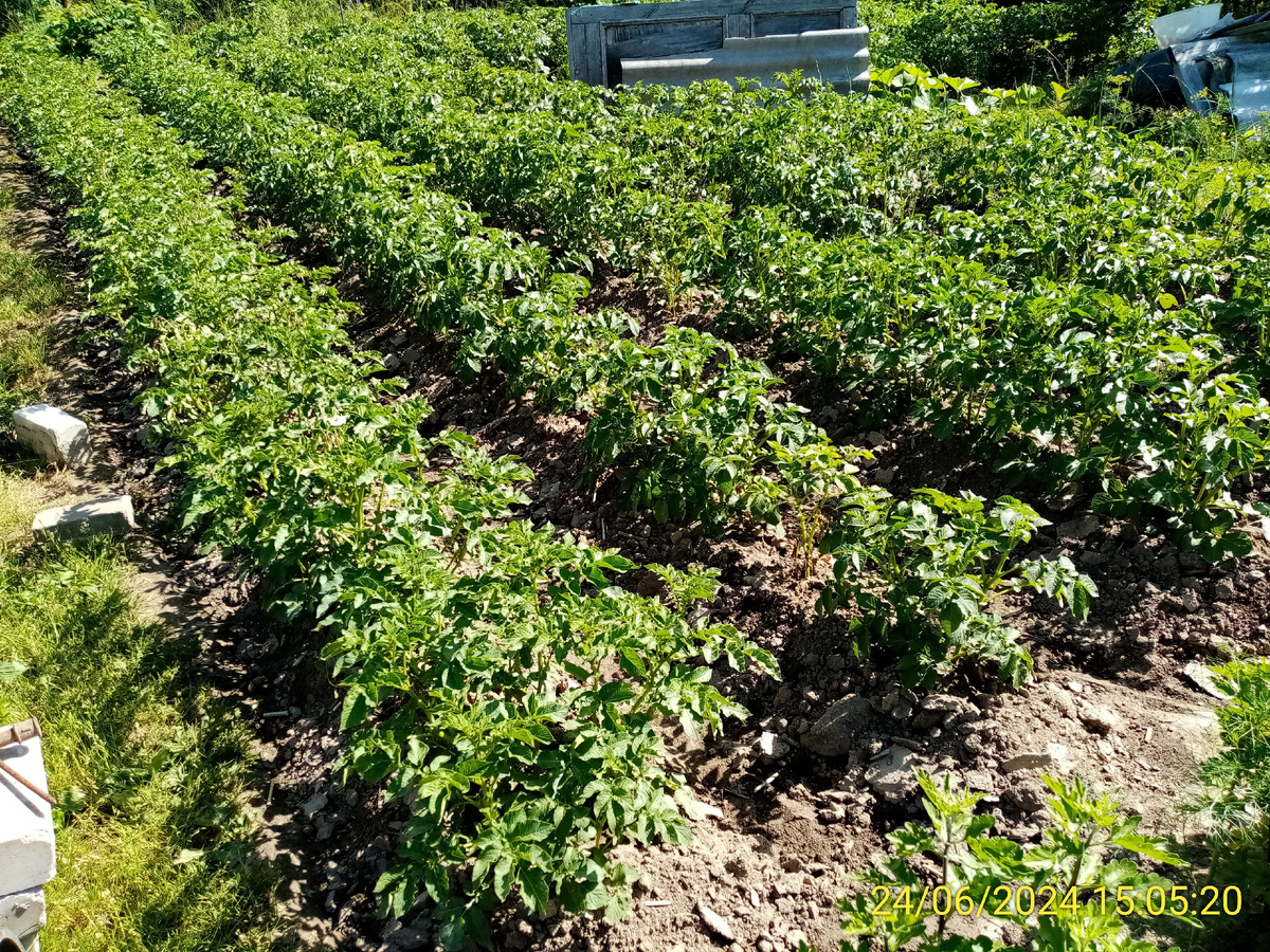 Борная добавка повышает устойчивость клубней к механическим воздействиям