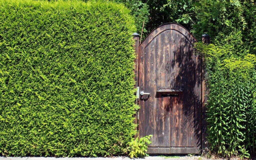 Фото: https://zaborchik.com/zabory-iz-zhivyh-rastenij.html